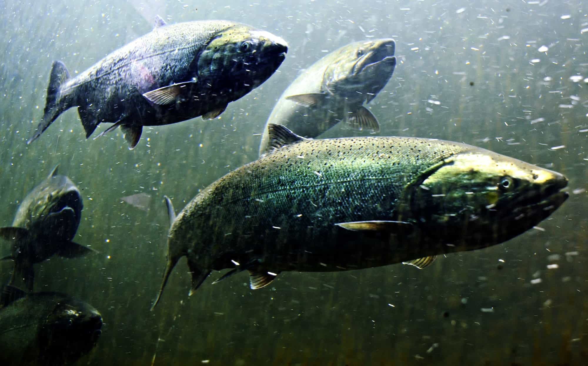 Salmon fish swimming under water